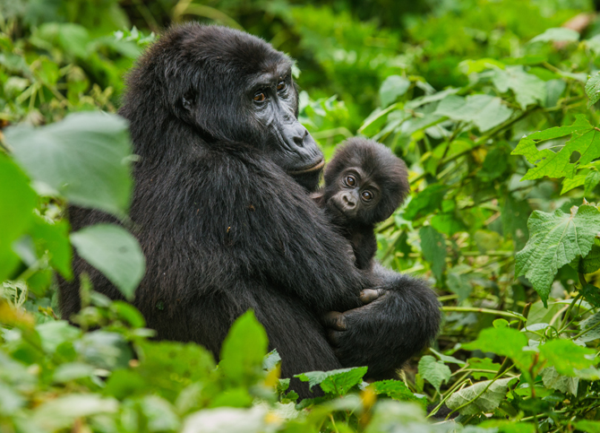 Trekking Gorillas