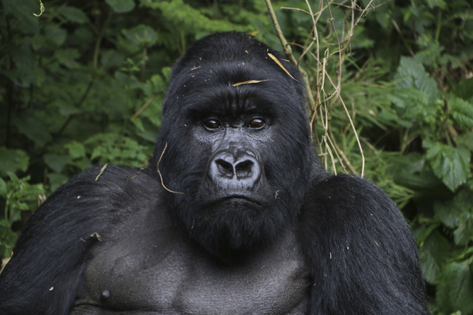 Gorilla trekking in Rwanda with Timeless Africa Safaris