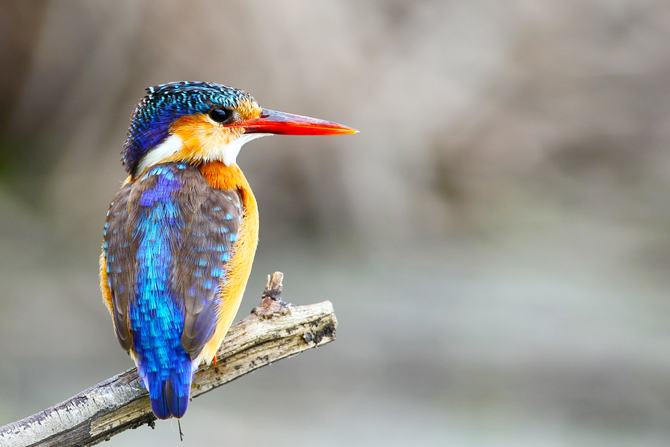 Malachite kingfisher at Jao Camp, Botswana | Timeless Africa Safaris