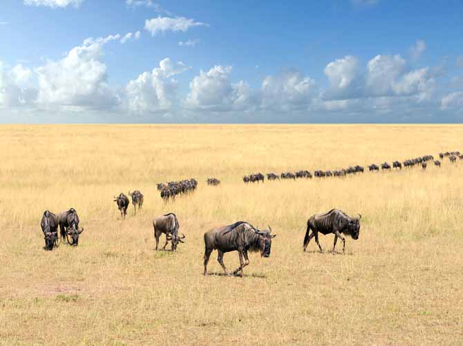 Great Migration