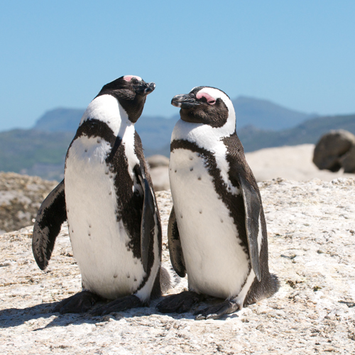penguins- boulders beach